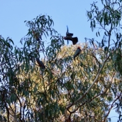 Callocephalon fimbriatum at Hughes, ACT - suppressed