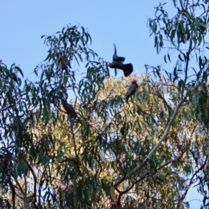 Callocephalon fimbriatum at Hughes, ACT - suppressed