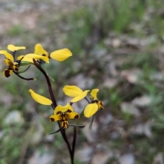 Diuris pardina (Leopard Doubletail) at Albury - 2 Sep 2023 by Darcy
