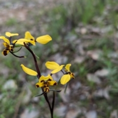 Diuris pardina (Leopard Doubletail) at Nail Can Hill - 2 Sep 2023 by Darcy