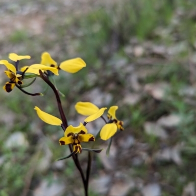 Diuris pardina (Leopard Doubletail) at Glenroy, NSW - 2 Sep 2023 by Darcy