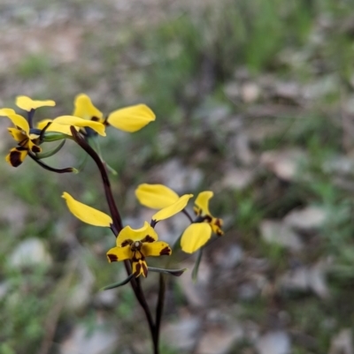 Diuris pardina (Leopard Doubletail) at Albury - 2 Sep 2023 by Darcy