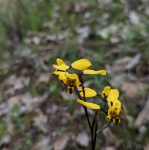 Diuris pardina at Glenroy, NSW - 2 Sep 2023