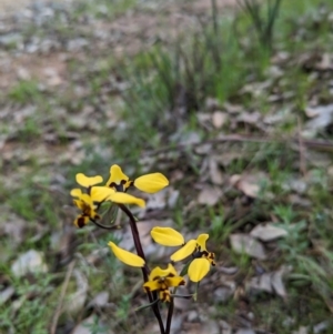 Diuris pardina at Glenroy, NSW - 2 Sep 2023