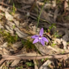 Glossodia major (Wax Lip Orchid) at Glenroy, NSW - 2 Sep 2023 by Darcy