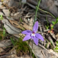 Glossodia major at Glenroy, NSW - 2 Sep 2023