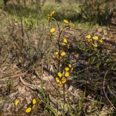 Diuris pardina (Leopard Doubletail) at Albury - 2 Sep 2023 by Darcy