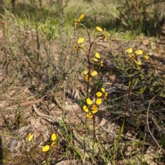 Diuris pardina at Splitters Creek, NSW - suppressed