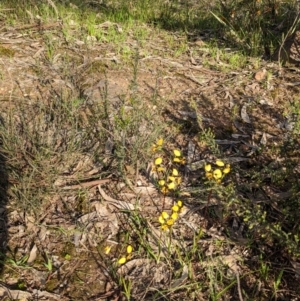 Diuris pardina at Splitters Creek, NSW - suppressed