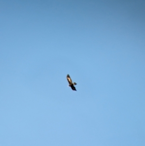 Aquila audax at Glenroy, NSW - 2 Sep 2023 03:49 PM
