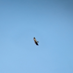 Aquila audax (Wedge-tailed Eagle) at Nail Can Hill - 2 Sep 2023 by Darcy