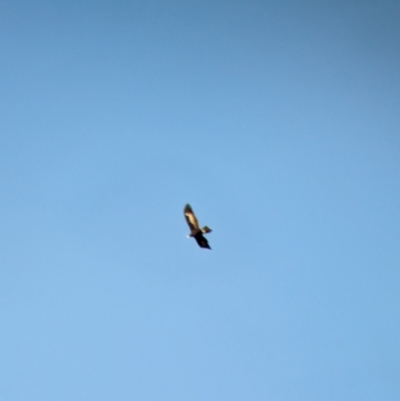 Aquila audax (Wedge-tailed Eagle) at Albury - 2 Sep 2023 by Darcy