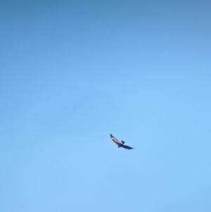 Aquila audax at Glenroy, NSW - 2 Sep 2023 03:49 PM