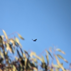 Aquila audax at Glenroy, NSW - 2 Sep 2023 03:49 PM