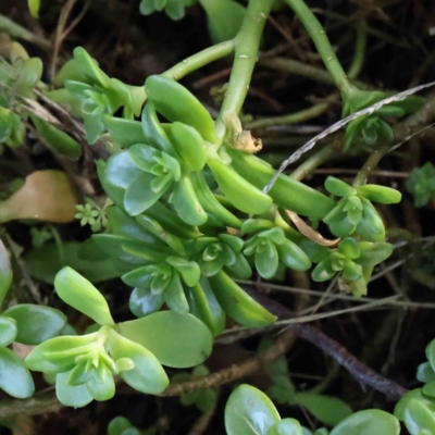 Sedum sp. (A Stonecrop) at Turner, ACT - 16 Aug 2023 by ConBoekel