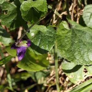 Viola odorata at Turner, ACT - 16 Aug 2023