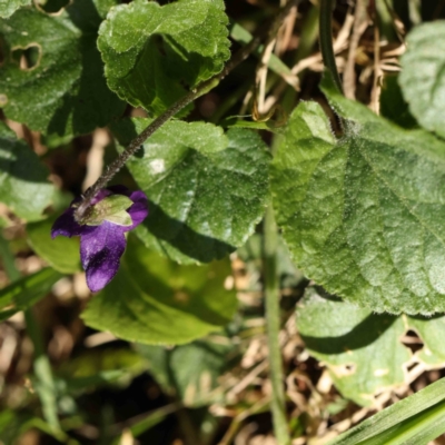 Viola odorata (Sweet Violet, Common Violet) at Sullivans Creek, Turner - 16 Aug 2023 by ConBoekel