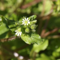Stellaria media (Common Chickweed) at Turner, ACT - 16 Aug 2023 by ConBoekel