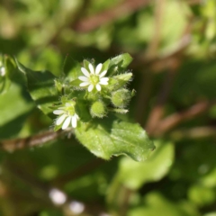 Stellaria media (Common Chickweed) at Sullivans Creek, Turner - 16 Aug 2023 by ConBoekel