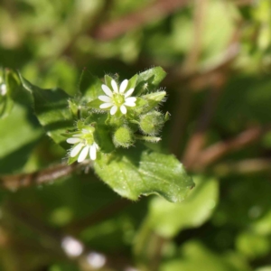 Stellaria media at Turner, ACT - 16 Aug 2023