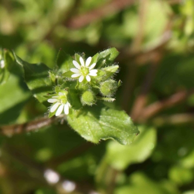 Stellaria media (Common Chickweed) at Sullivans Creek, Turner - 16 Aug 2023 by ConBoekel