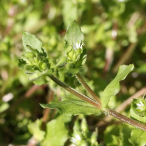 Stellaria media at Turner, ACT - 16 Aug 2023