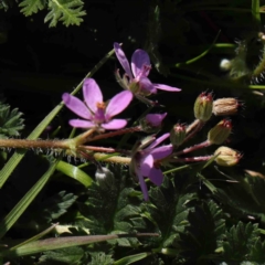 Erodium cicutarium (Common Storksbill, Common Crowfoot) at Sullivans Creek, Turner - 10 Aug 2023 by ConBoekel