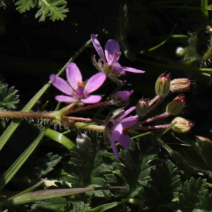 Erodium cicutarium at Turner, ACT - 10 Aug 2023 03:25 PM