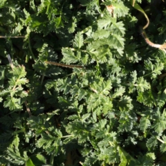 Erodium cicutarium at Turner, ACT - 10 Aug 2023 03:25 PM