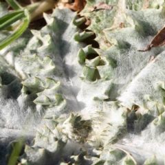 Onopordum acanthium (Scotch Thistle) at Sullivans Creek, Turner - 16 Aug 2023 by ConBoekel