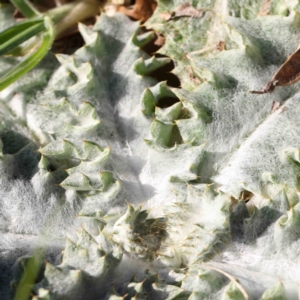 Onopordum acanthium at Turner, ACT - 16 Aug 2023