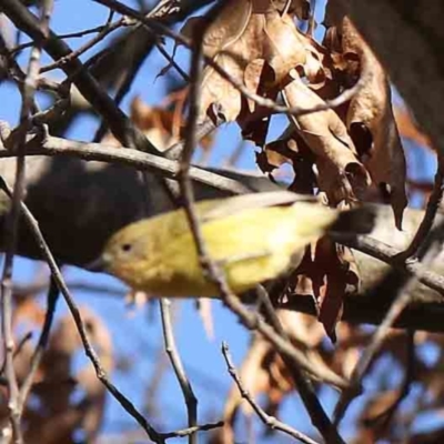 Acanthiza nana (Yellow Thornbill) at City Renewal Authority Area - 16 Aug 2023 by ConBoekel