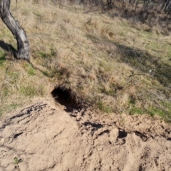 Vombatus ursinus (Common wombat, Bare-nosed Wombat) at Isaacs Ridge and Nearby - 2 Sep 2023 by Mike