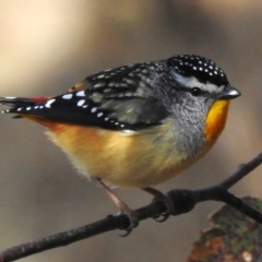 Pardalotus punctatus (Spotted Pardalote) at Namadgi National Park - 1 Sep 2023 by JohnBundock