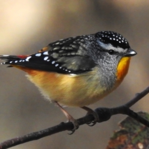 Pardalotus punctatus at Rendezvous Creek, ACT - 1 Sep 2023