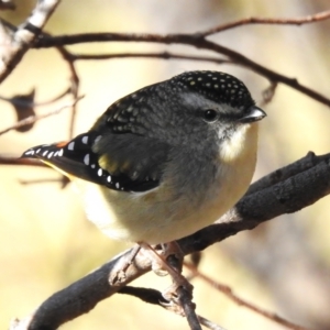 Pardalotus punctatus at Rendezvous Creek, ACT - 1 Sep 2023