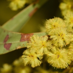 Acacia rubida (Red-stemmed Wattle, Red-leaved Wattle) at Cook, ACT - 31 Aug 2023 by KorinneM