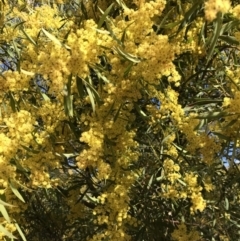 Acacia rubida at Cook, ACT - 31 Aug 2023