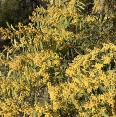 Acacia rubida at Cook, ACT - 31 Aug 2023 03:23 PM