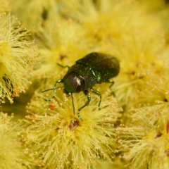 Melobasis obscurella (Obscurella jewel beetle) at Cook, ACT - 31 Aug 2023 by KorinneM