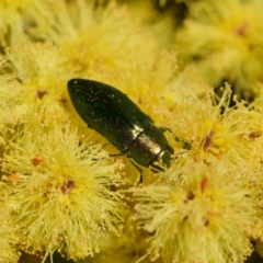 Melobasis obscurella at Cook, ACT - 31 Aug 2023