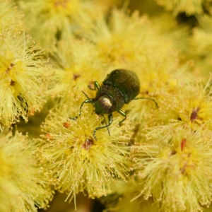 Melobasis obscurella at Cook, ACT - 31 Aug 2023