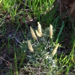 Grevillea ramosissima subsp. ramosissima (Fan Grevillea) at Mount Ainslie - 2 Sep 2023 by JanetRussell