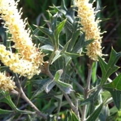 Grevillea ramosissima subsp. ramosissima at Campbell, ACT - 2 Sep 2023