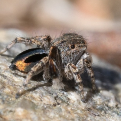 Maratus chrysomelas (Variable Peacock Spider) at Gigerline Nature Reserve - 2 Sep 2023 by patrickcox