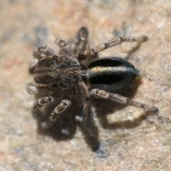 Maratus chrysomelas at Booth, ACT - 2 Sep 2023