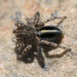 Maratus chrysomelas at Booth, ACT - 2 Sep 2023