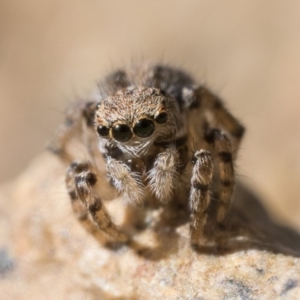 Maratus chrysomelas at Booth, ACT - 2 Sep 2023