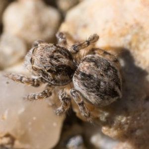 Maratus chrysomelas at Booth, ACT - 2 Sep 2023