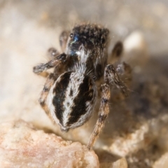 Maratus chrysomelas at Booth, ACT - 2 Sep 2023